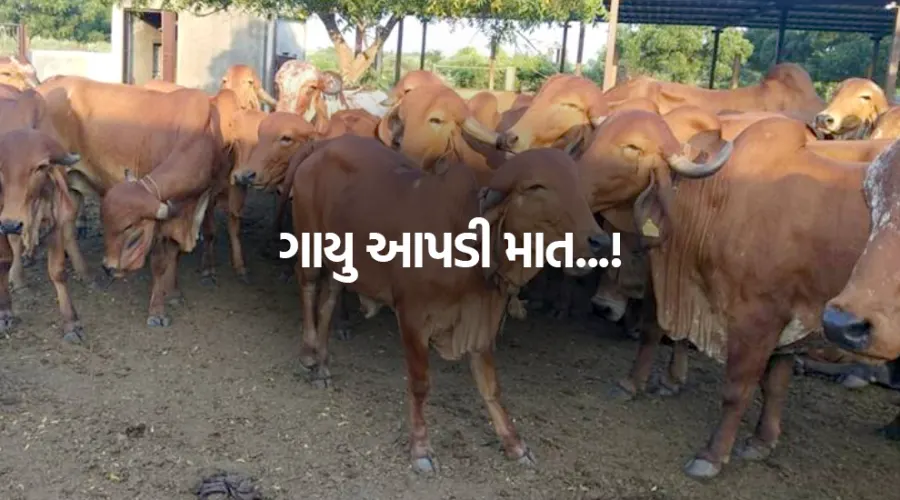 ગાયુ આપડી માત