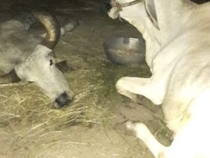 Story of two ox in gujarati