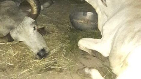 Story of two ox in gujarati